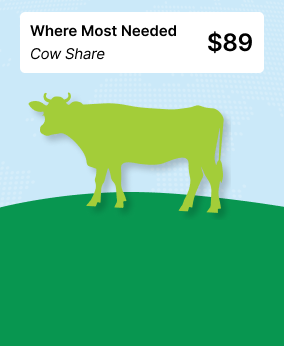 Qurban to Where Most Needed (Cow Share) 